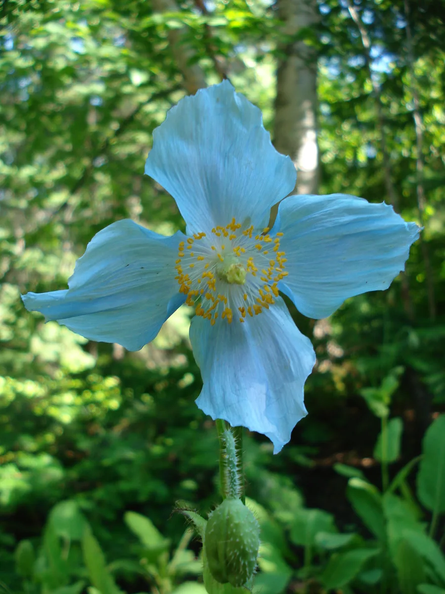 Jardins de Métis (Reford Gardens)