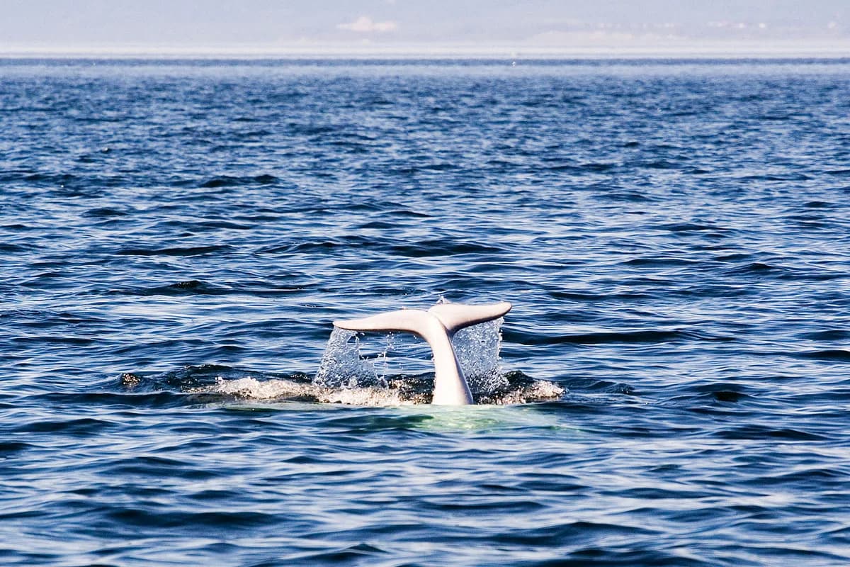 Tadoussac et le parc marin du Saguenay–Saint-Laurent