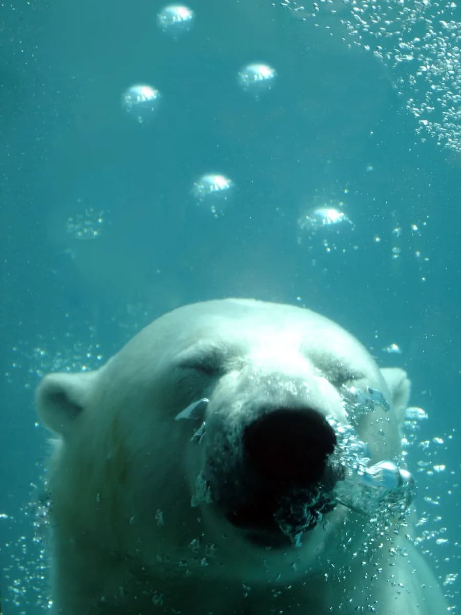 Zoo sauvage de Saint-Félicien