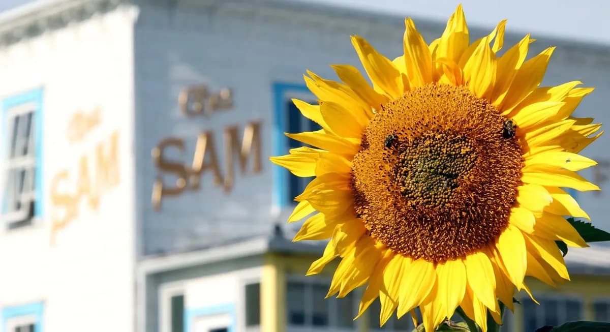 Café chez Sam