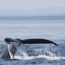 Tadoussac Autrement